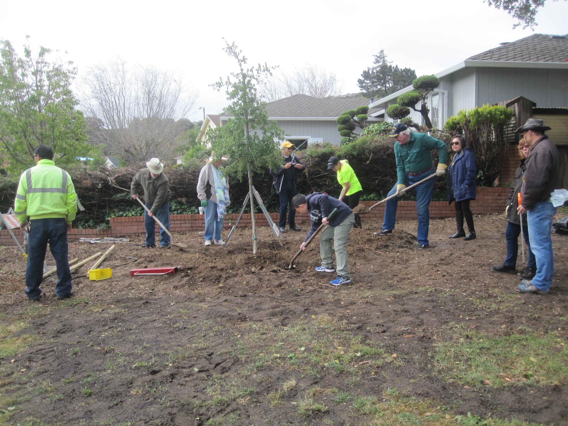 Rotary Club members help to plant a Live Coast Oak Tree in Rotary Park