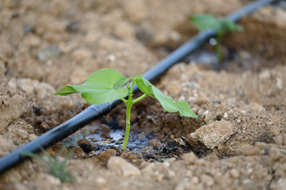 Drip Irrigation