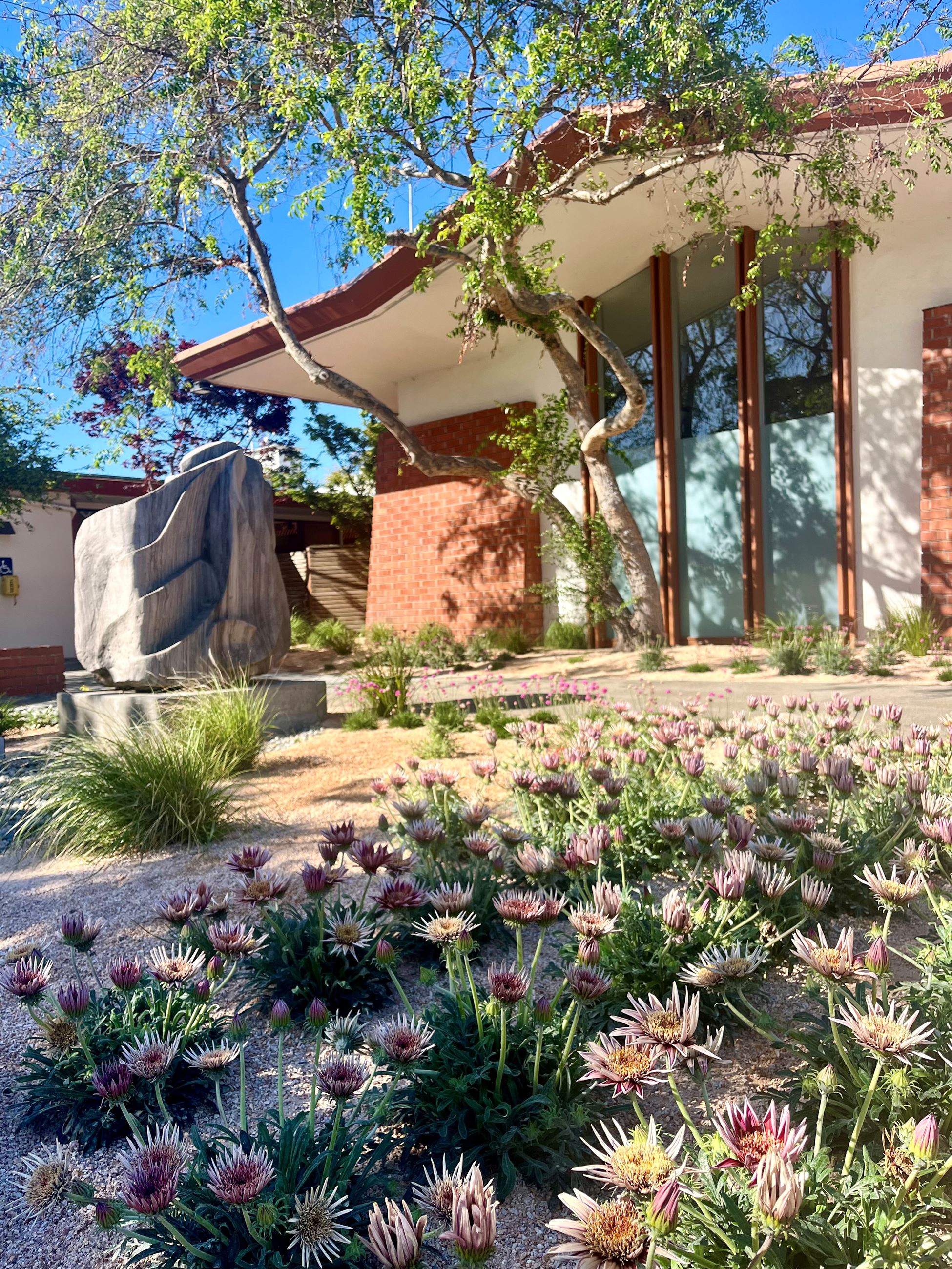 Drought Tolerant Landscaping in front of City Hall 
